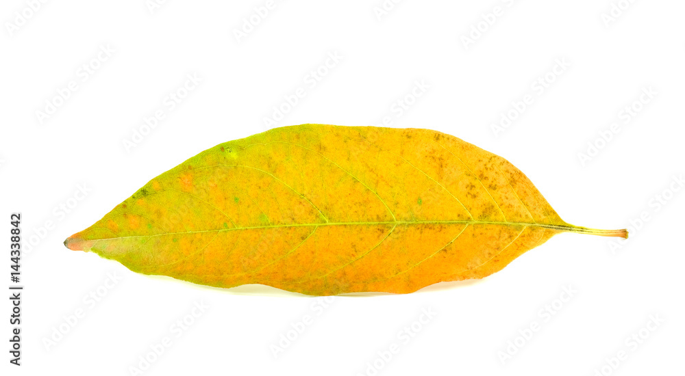 Yellow leaves dry in the summer. Yellow leaves dry in the summer.