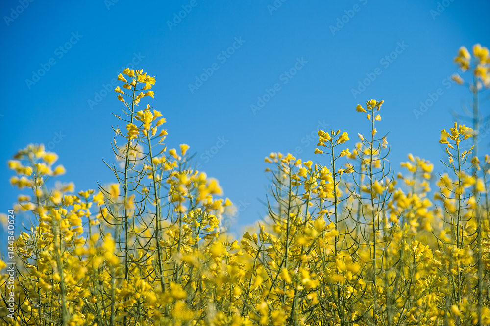 Rapeseed field, Blooming canola flowers Rapeseed field, Blooming canola flowers