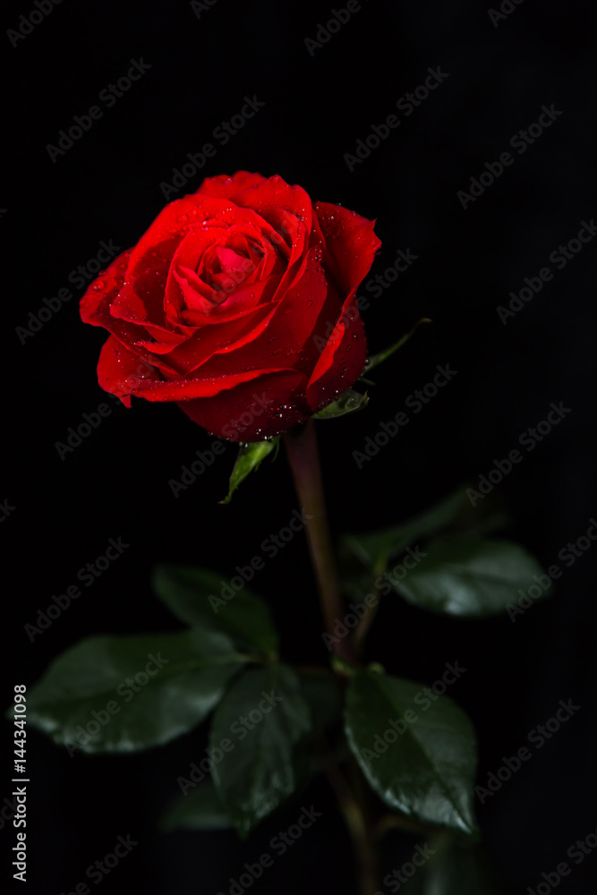Naklejka premium Szkarłatna róża na czarnym tle