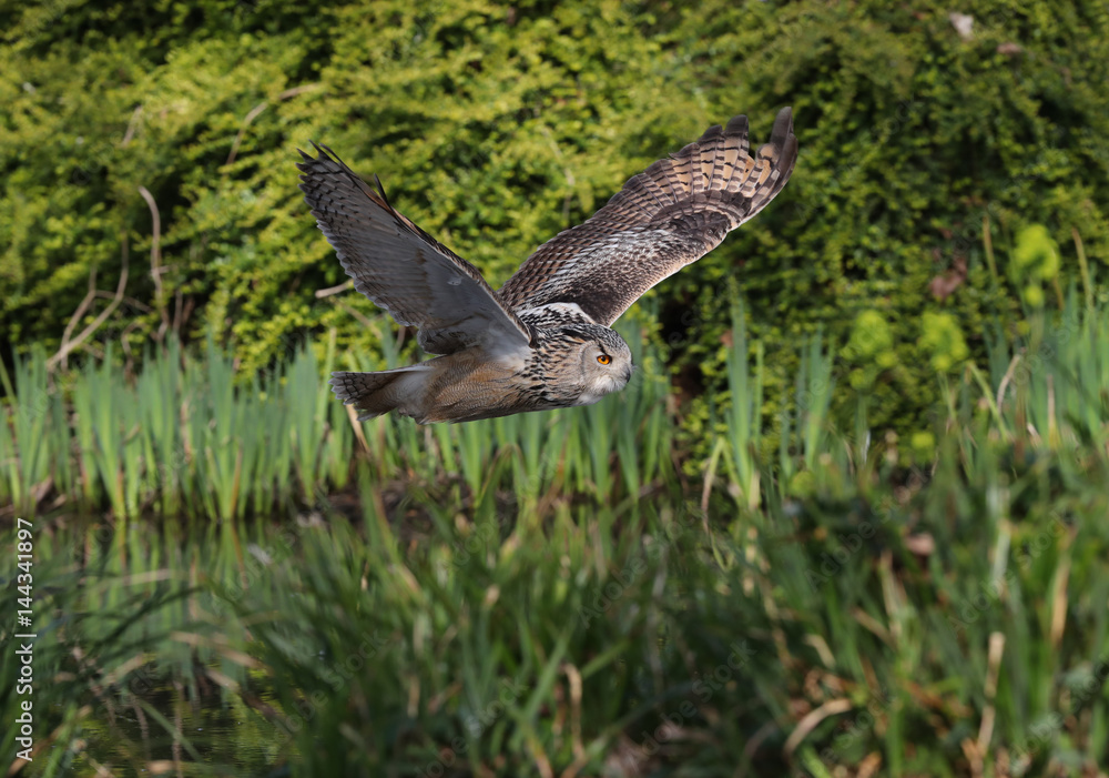 Close up of an Eagle Owl in flight through a wooded copse and pond