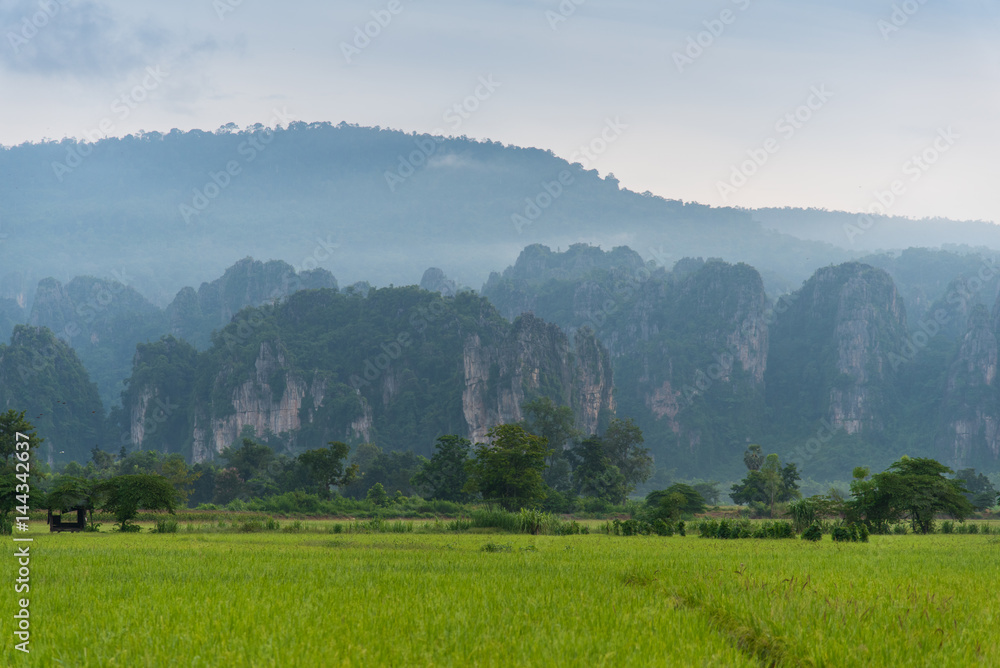 Rice field with mountain background in the moring at Noen Maprang district of Phitsanulok Province, northern Thailand