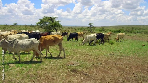 Wallpaper Mural cows gazing in savanna at africa Torontodigital.ca
