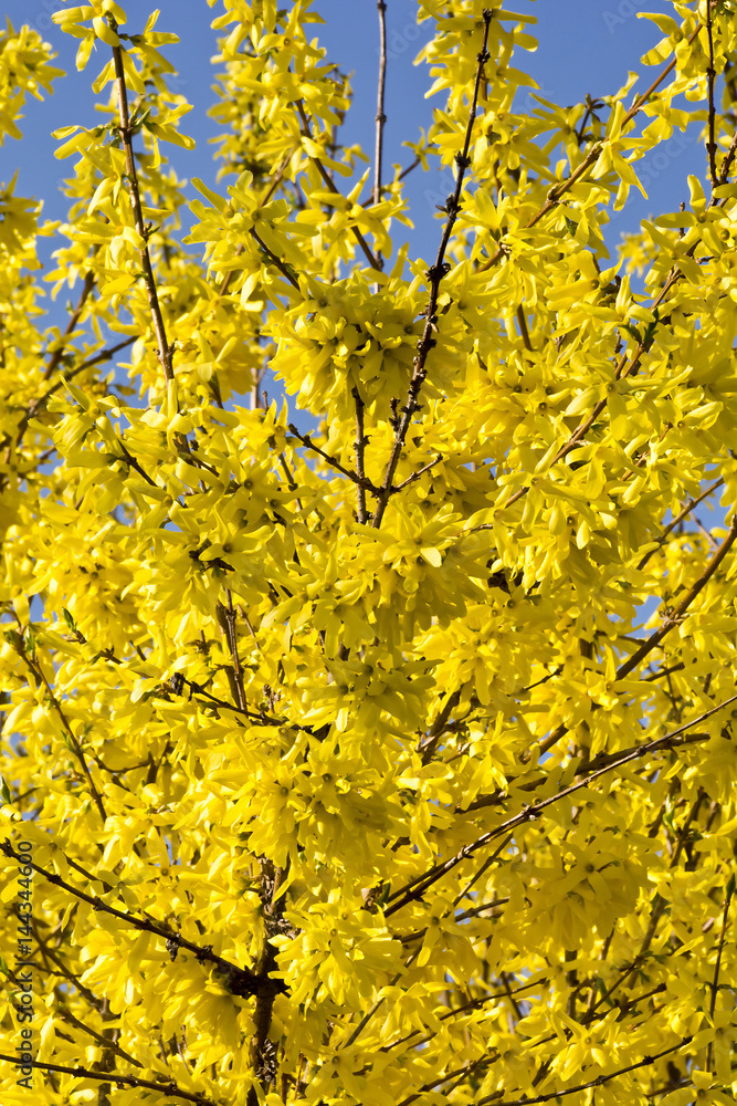 Blooming forsythia bush with golden flowers.
Beautifully blooming forsythia in early spring.