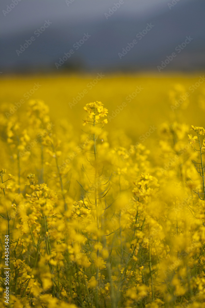 Blooming canola flower in the field Blooming canola flower in the field