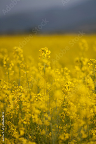 Blooming canola flower in the field © N
