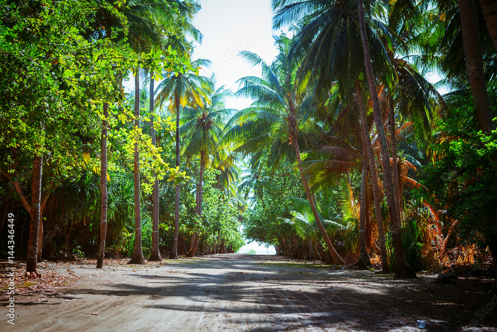 Obraz premium South Beach Palm Tree Covered Alley