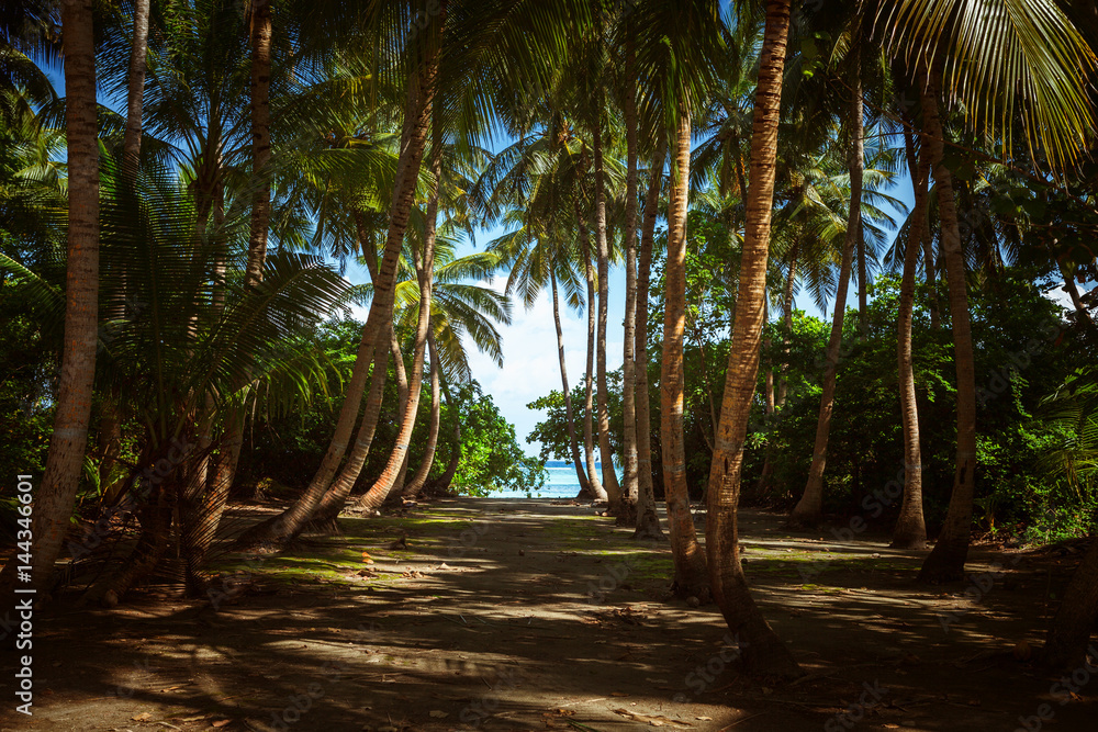 Obraz premium South Beach Palm Tree Covered Alley