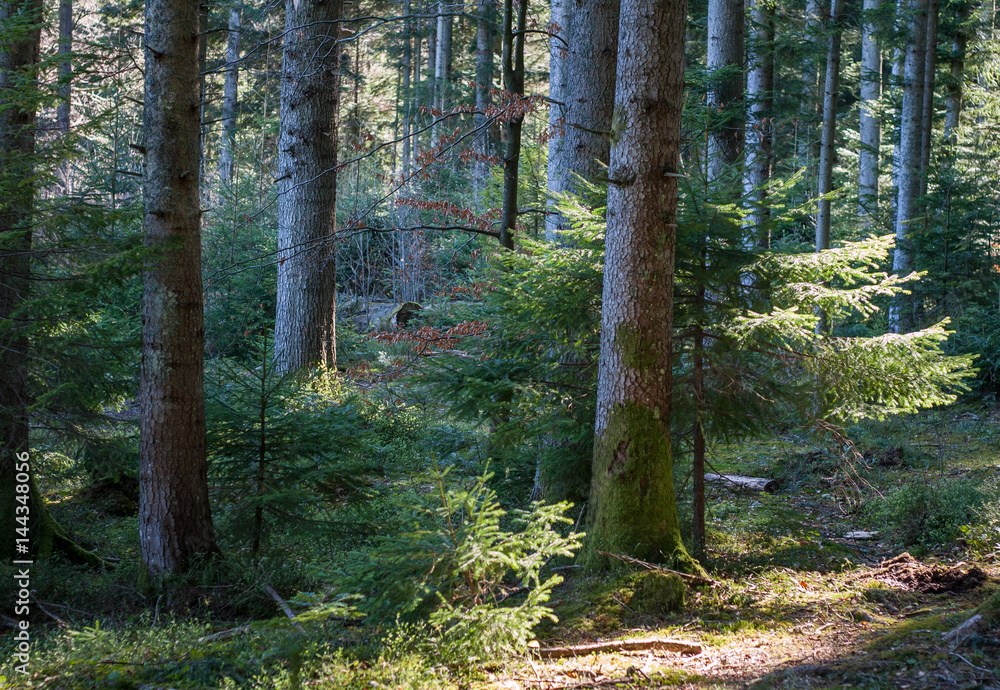 Fototapeta premium Fir forest in early spring