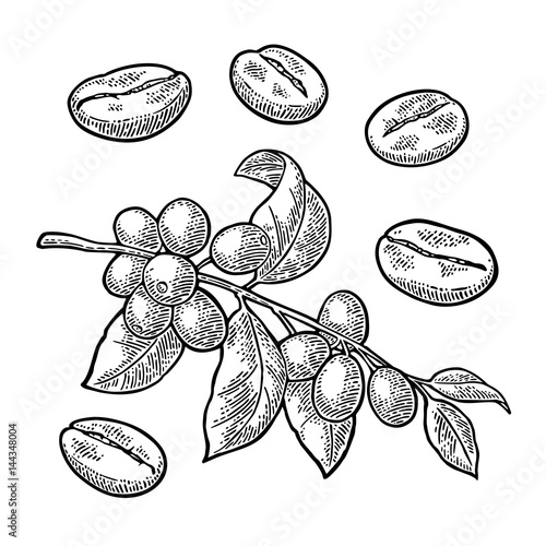 Coffee branch with leaf, berry and beans. Vintage vector engraving