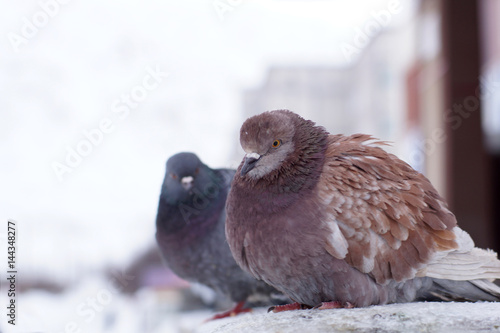 Obraz na plátně Two ruffled pigeons in the winter on the street, sit in one row