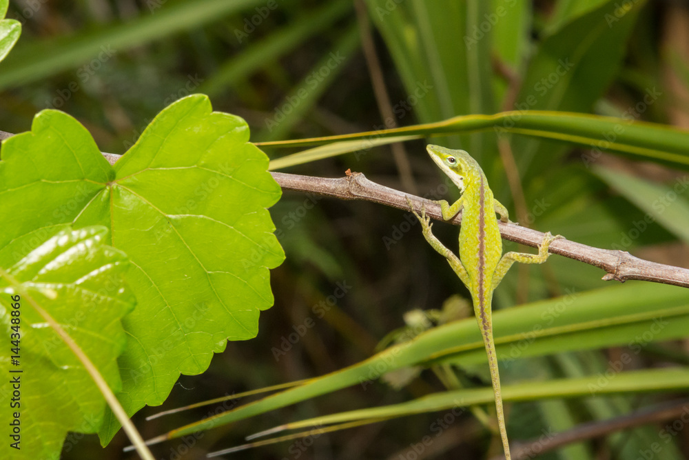 A Green Anole hanging from a branch in the woods. A Green Anole hanging from a branch in the woods.