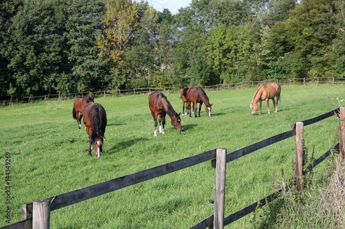 Pferde auf der Koppel photo