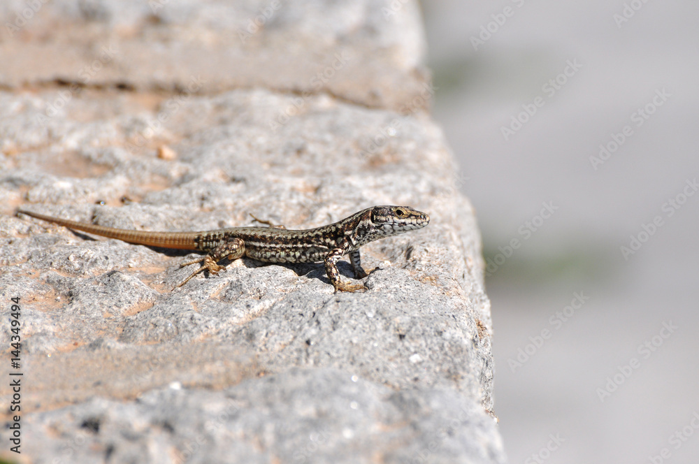 Podarcis muralis, Common wall lizard on stone wall Podarcis muralis, Common wall lizard on stone wall