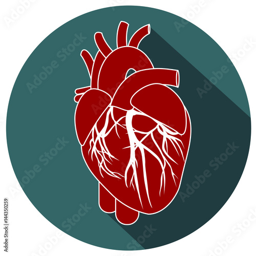 Human heart anatomy