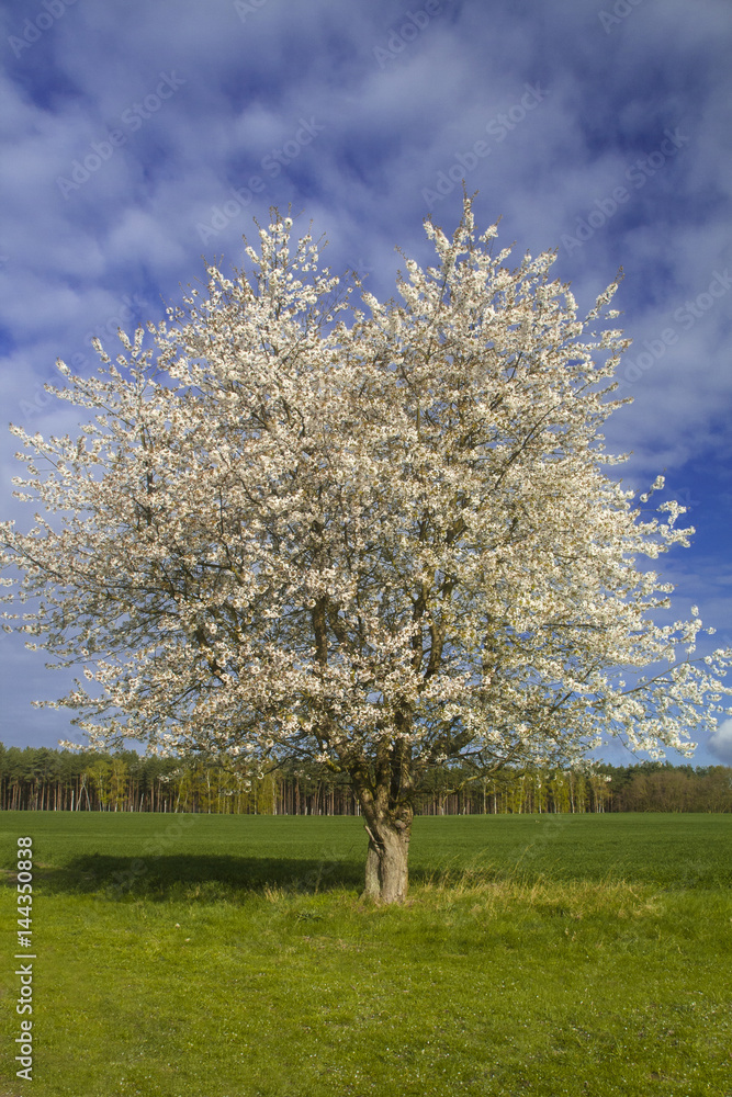 Naklejka premium Apfelblüte im Havelland
