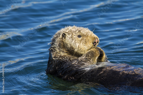Sea otter © Nadja