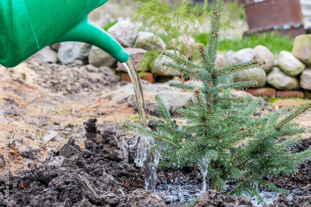 Fototapeta premium A garden worker waters a young blue spruce tree