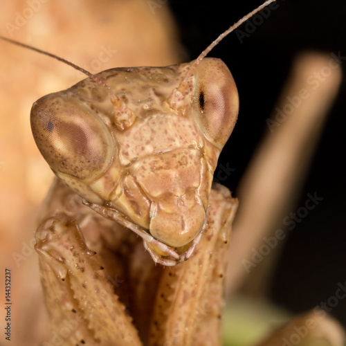 Portrati of a Mantis