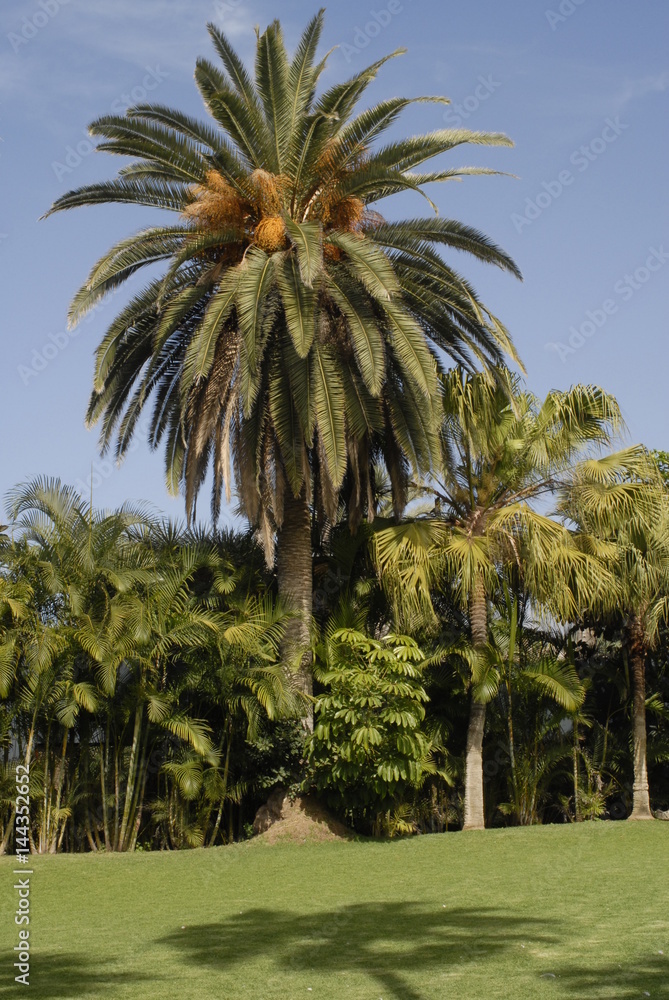 Fototapeta premium teneriffa,loro park