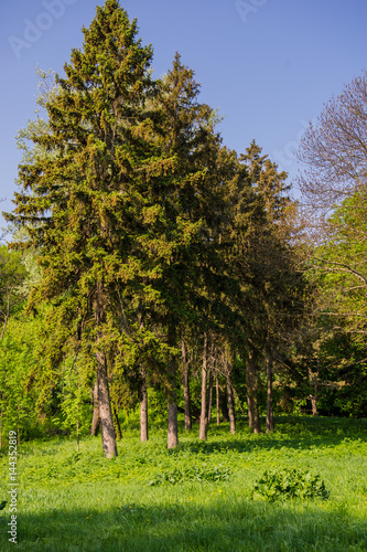 Trees fir in a spring park