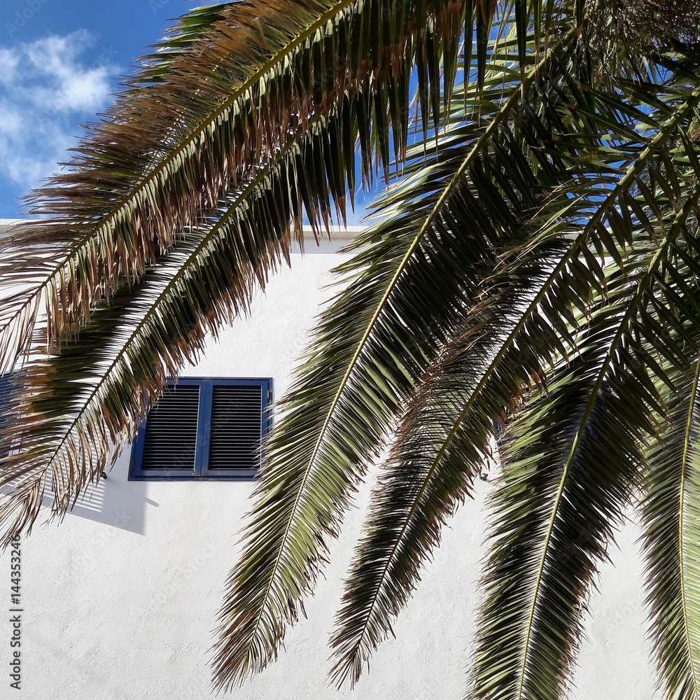Palm tree white house blue sky