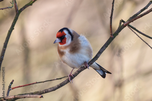 An European Goldfinch on a Branch photo