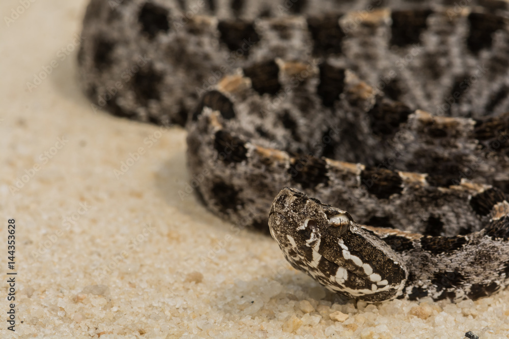 Fototapeta premium Pygmy Rattlesnake