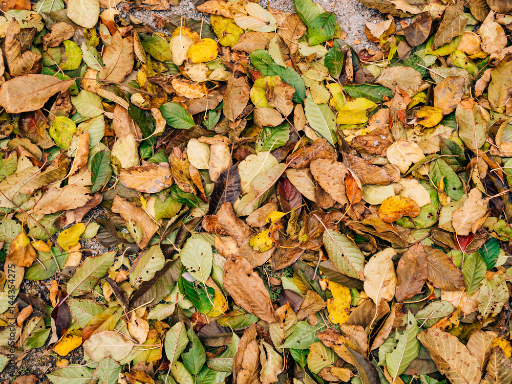 Texture of autumn leaves. Yellow fallen leaves on the ground in the park or forest.