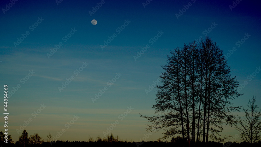 moon in the sky in the evening on a background of trees moon in the sky in the evening on a background of trees