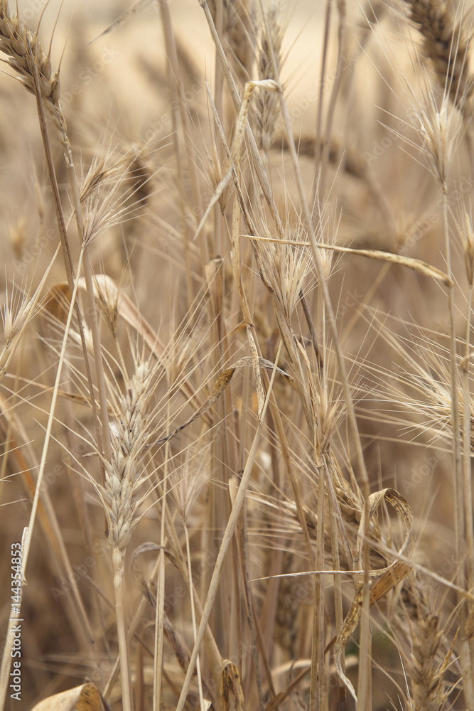 Wheat Beards. Close up image of a wheat field showing beards and kernels of the wheat plant Wheat Beards. Close up image of a wheat field showing beards and kernels of the wheat plant