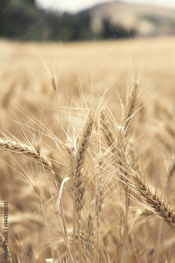 Wheat Beards. Close up image of a wheat field showing beards and kernels of the wheat plant Wheat Beards. Close up image of a wheat field showing beards and kernels of the wheat plant