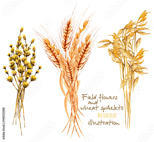 Illustration with sheaf of wheat ears and dryflowers, hand drawn in watercolor on a white background