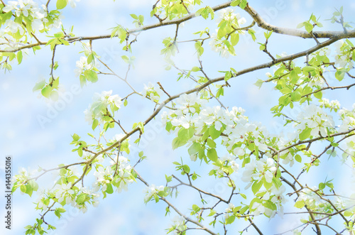 blossoming pear tree on the blue sky background