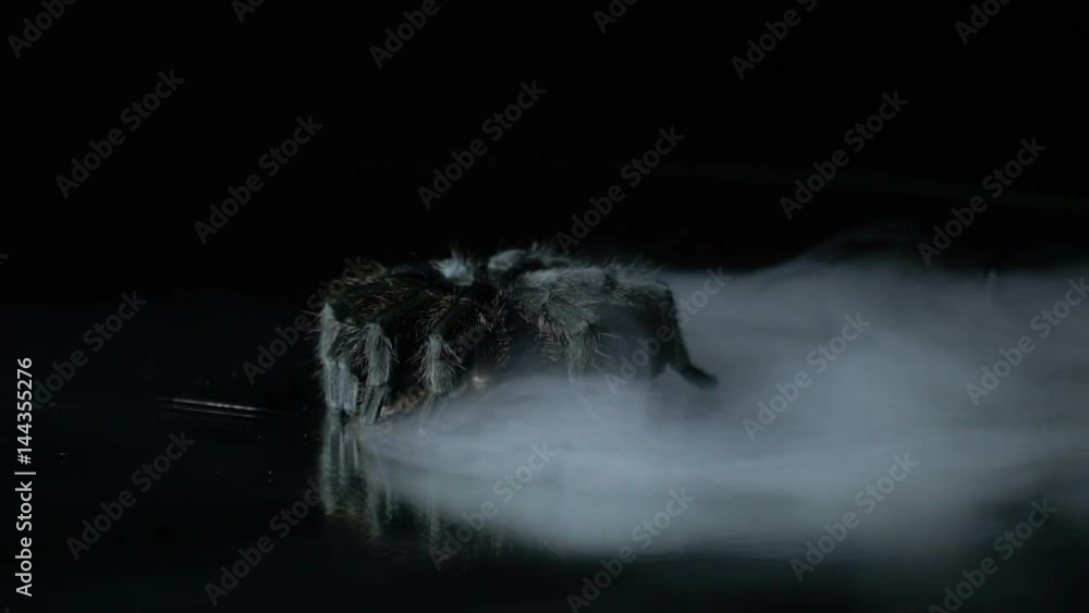 The black tarantula sits in the smoke, slow motion The black tarantula sits in the smoke, slow motion
