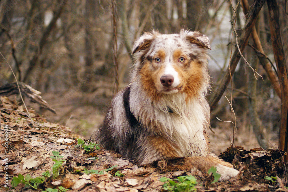 Pedigree stately dog walks in the woods