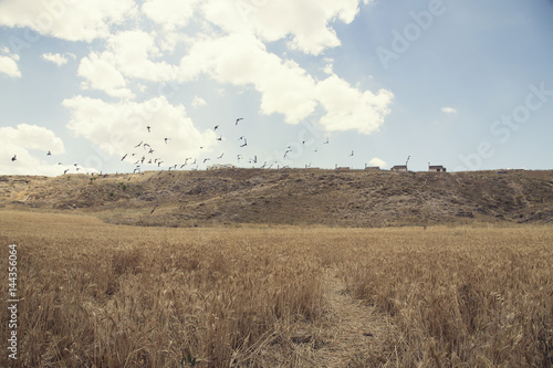 flock of birds over wheat field 