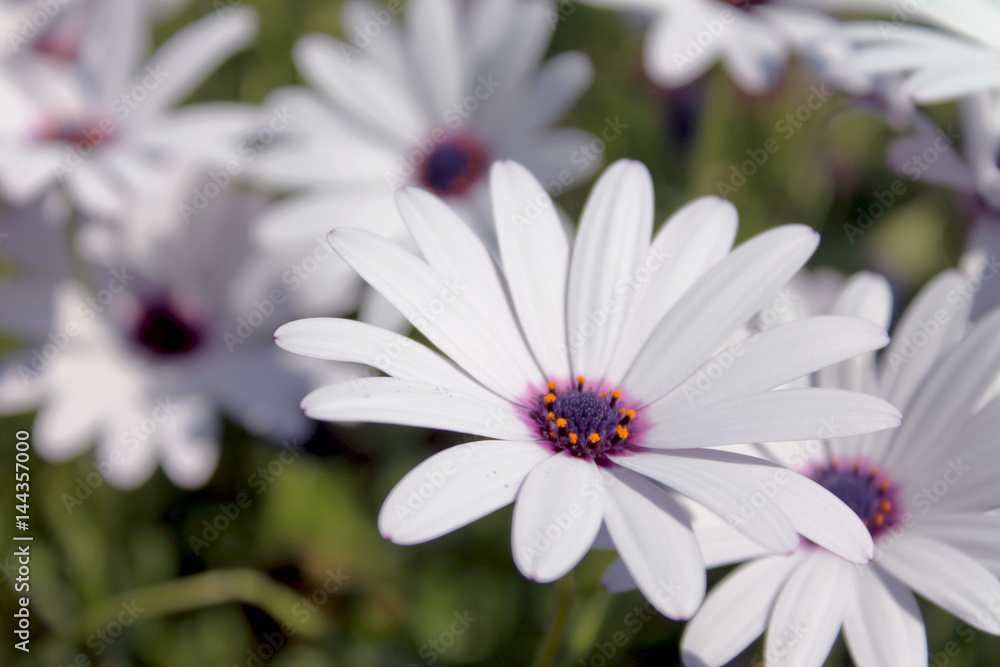 Fototapeta premium Flowers and Plants