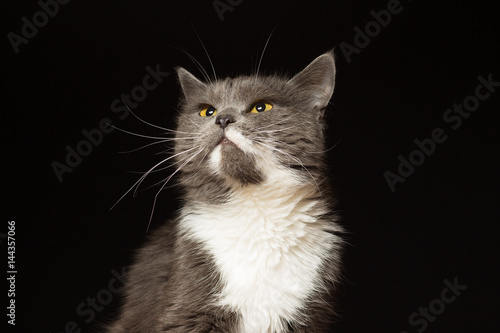 Gray cat with white breast and long mustache portrait on a black background