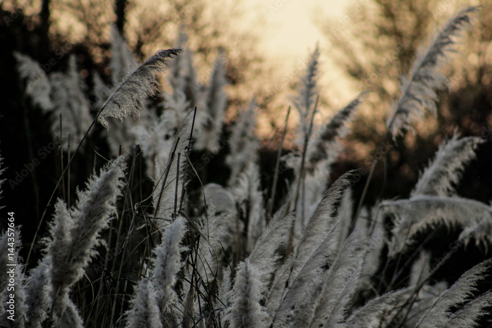 Fototapeta premium plants on nature