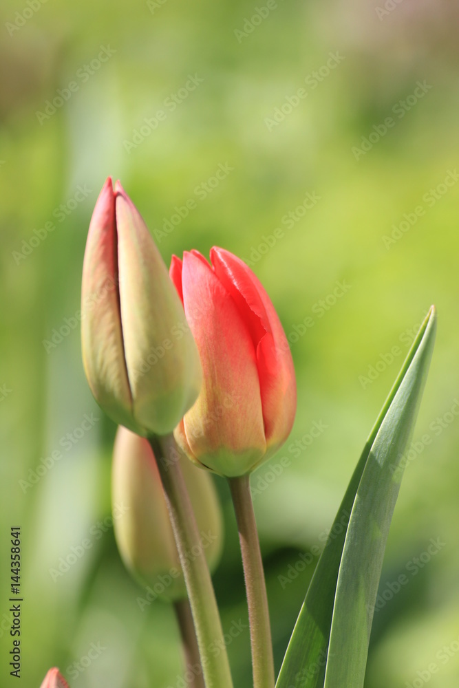 Naklejka premium red tulips on green background