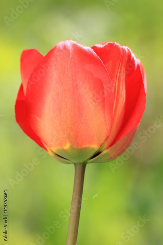 red tulips on green background