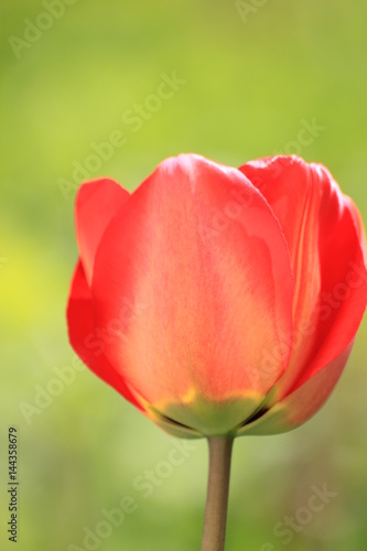 red tulips on green background