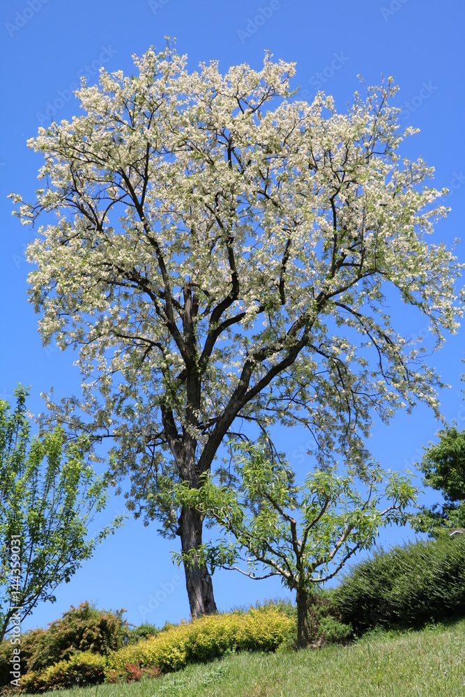 White blooming Robinia pseudoacacia tree in spring White blooming Robinia pseudoacacia tree in spring
