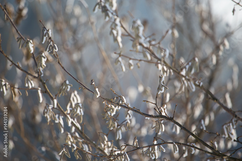Closeup of tree branches covered with snow © aniad