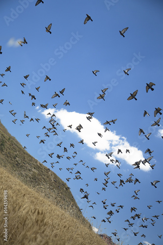 Photography flock of birds over wheat field