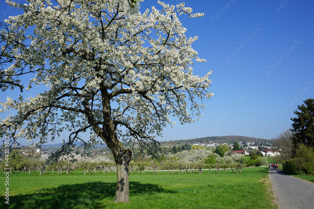 blühende Obstbäume bei Bad Soden im Taunus blühende Obstbäume bei Bad Soden im Taunus
