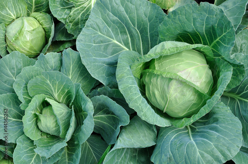 Fototapet close-up of organically cultivated cabbage plantation