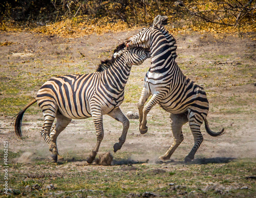 Zebras Horsing Around