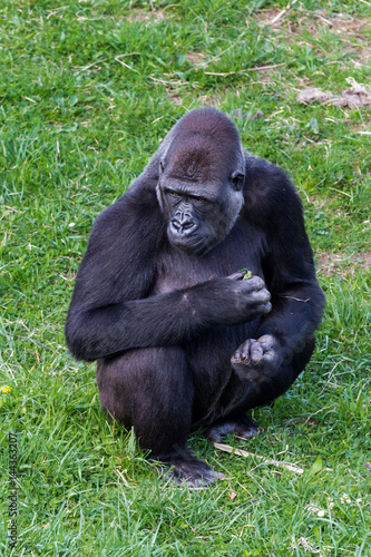 Gorilla sitting on the grass © Eduardo Estellez