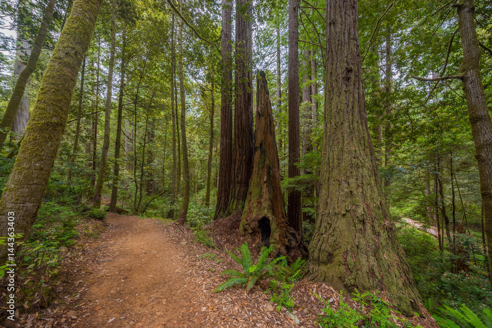 Fototapeta premium Green thickets in the forest of old-growth sequoias. Beautiful ferns grow between huge trees. Redwood national and state parks. California, USA